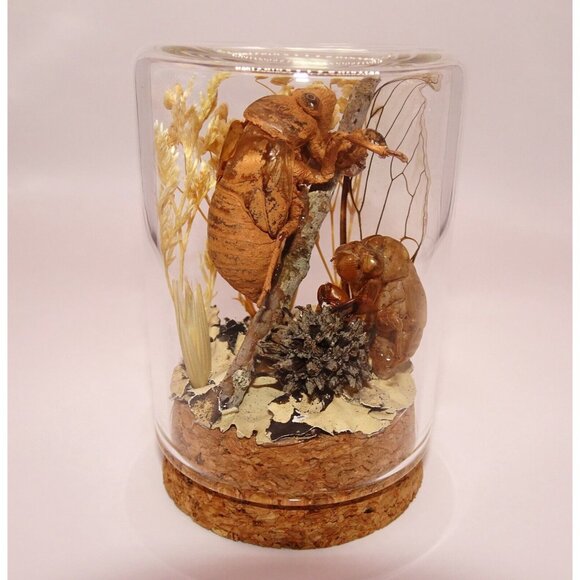 Two Cicada Skins Wing Sweetgum Ball lycan & Oddity Jar goth witchy taxidermy - Picture 13 of 13